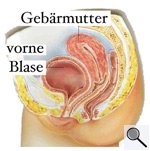 Schematische Längsschnittdarstellung Bauchraum (Großes Bild in neuem Fenster)