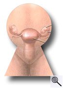 Logo Schlüsselochoperation Laparoskopie-Zentrum Bochum (Großes Bild in neuem Fenster)