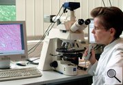 Mikroskopische Untersuchung von Gewebe (Großes Bild in neuem Fenster)